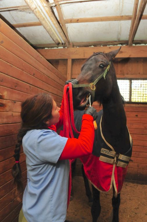 On the job Equine dentist Local News