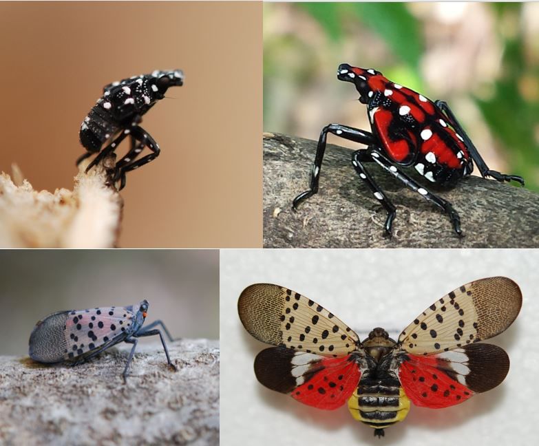 battle-cry-sounded-for-spotted-lanternfly-in-cecil-county-spotlight