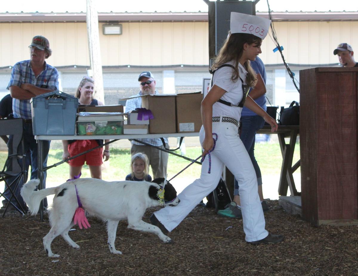 Cecil Fair Pretty Animal Contest