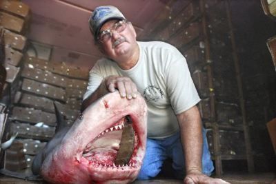 Biologist uncovers evidence of possible 1640 shark attack