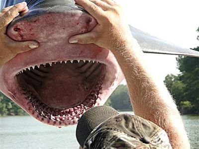 Biologist uncovers evidence of possible 1640 shark attack