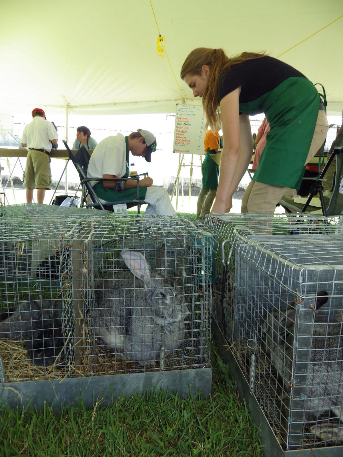 4H Rabbit Show puts variety of breeds on display Local News