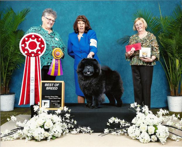has a chow chow ever won best in show