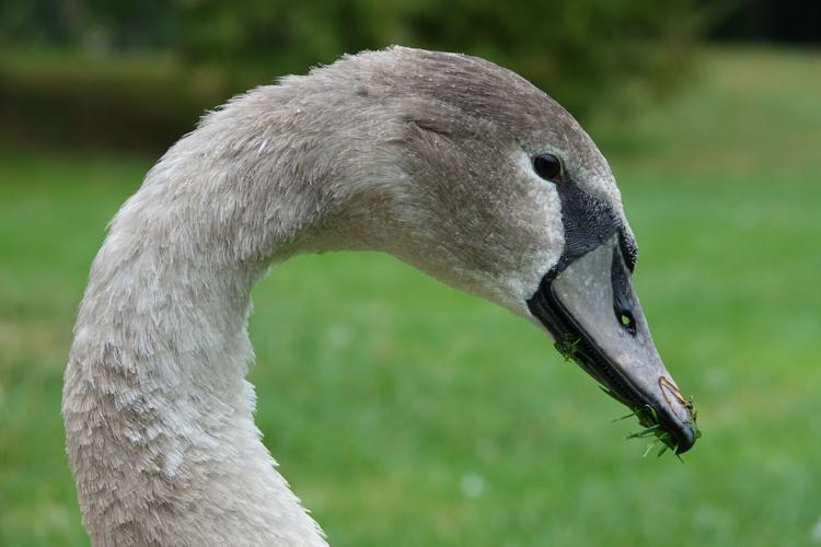 Waterfowl Festival 2023 Art exhibits, kids events celebrate birds of