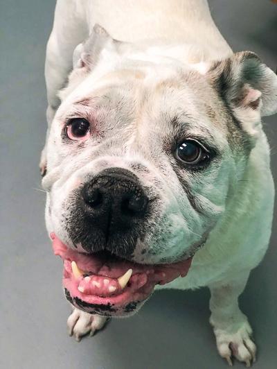 Dog of the Week: Diesel