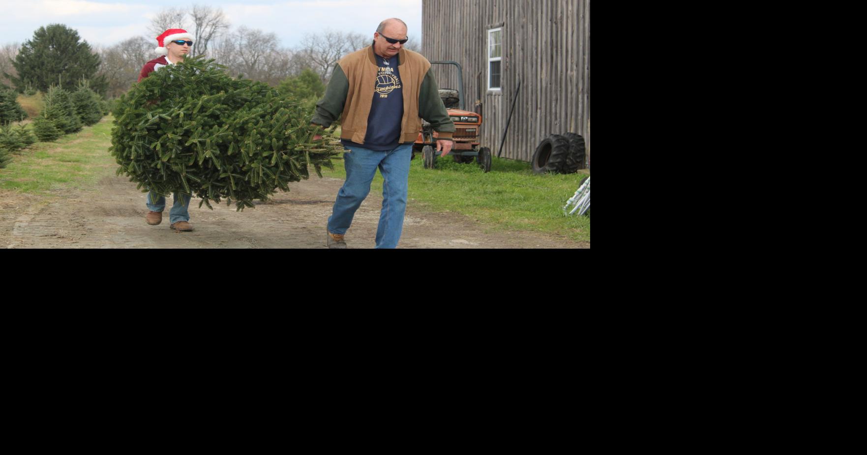 Foxfire Farm offers cut and live trees, wreaths and mounds