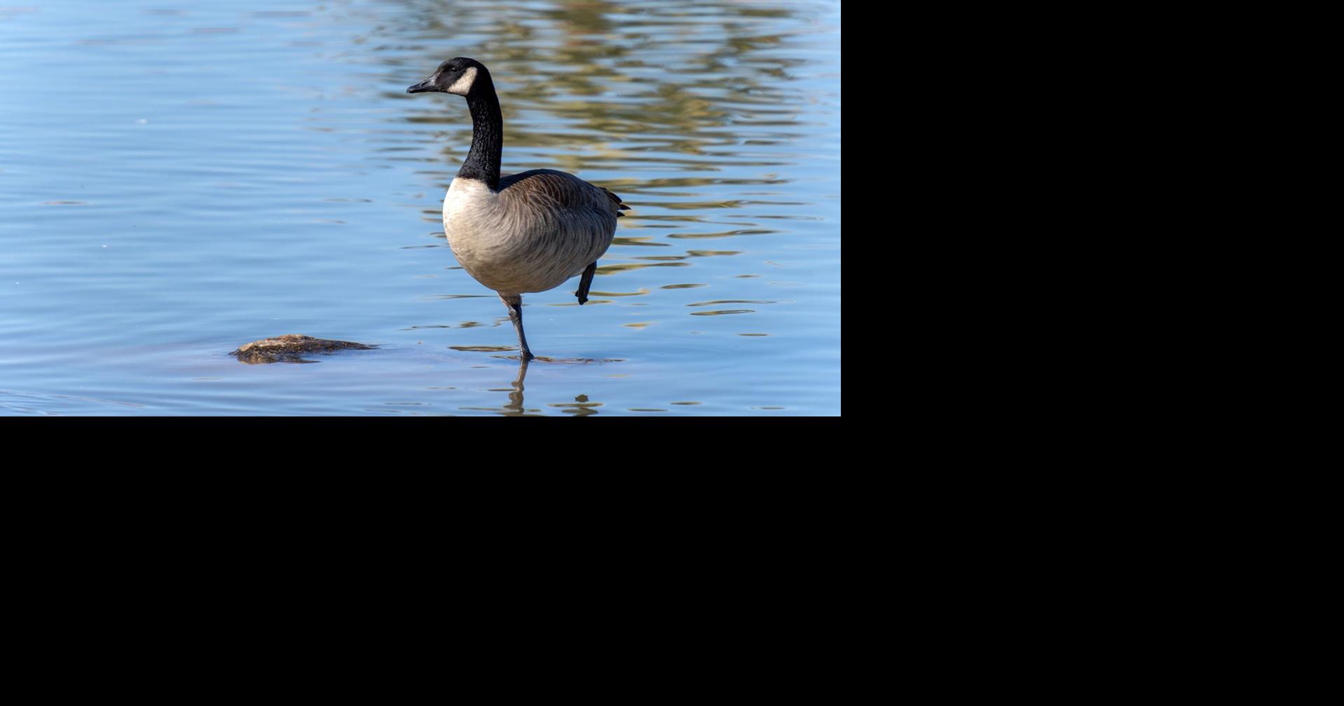 Bird flu outbreak impacting wild birds throughout Utah