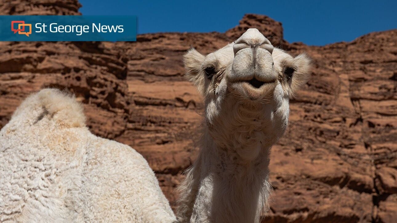 Ancient life in Zion National Park looked a bit different