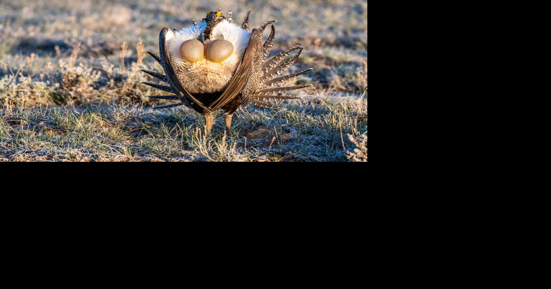 Bureau of Land Management opens more lands inhabited by greater sage-grouse to energy development