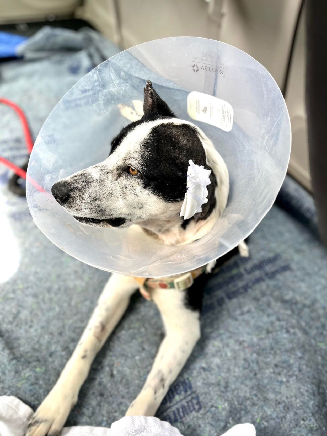 2 charged in animal cruelty case involving 6 dogs shot in Colorado City ...
