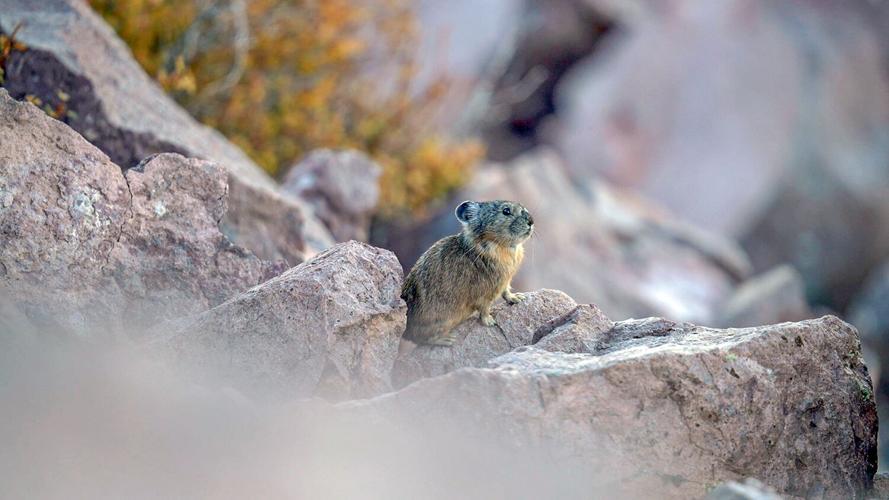 Number Rock Rabbits Surveying rock rabbits: Why should Southern Utahns care about this ...