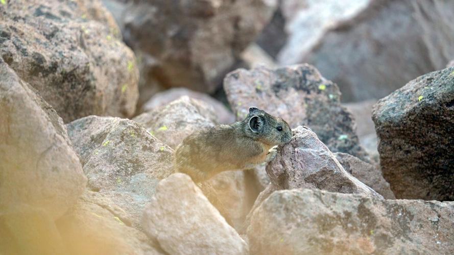Rock Rabbit Lakes Surveying rock rabbits: Why should Southern Utahns care about this ...