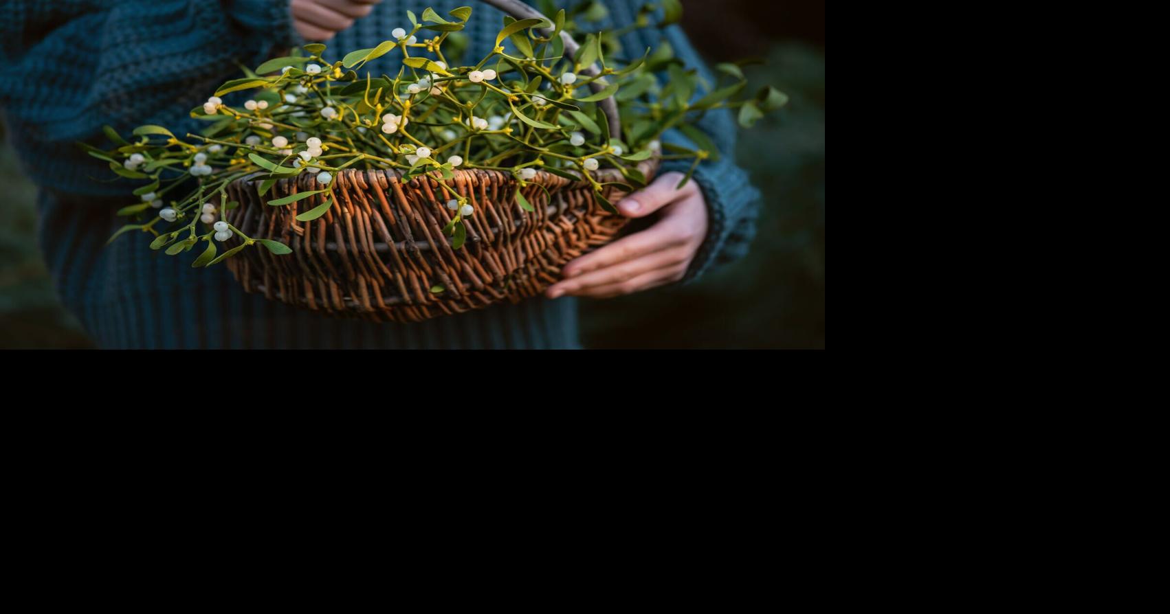 Do you know the hidden stories behind your favorite holiday plants?