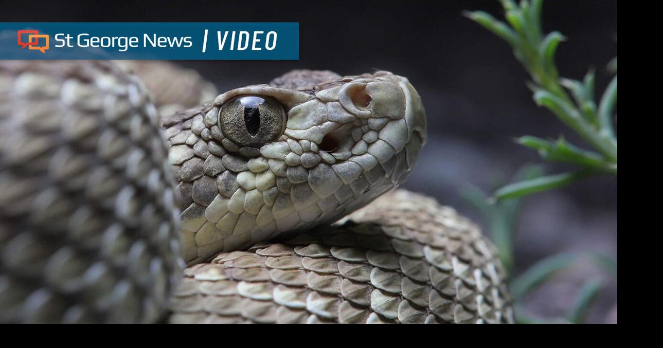 Sensing more rattlesnakes in Southern Utah this year? What locals need ...