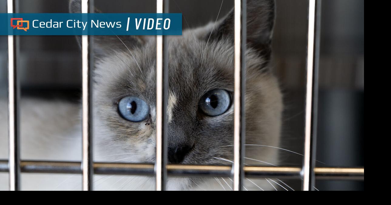 Iron County animal shelters seek support, donations as intake numbers ...
