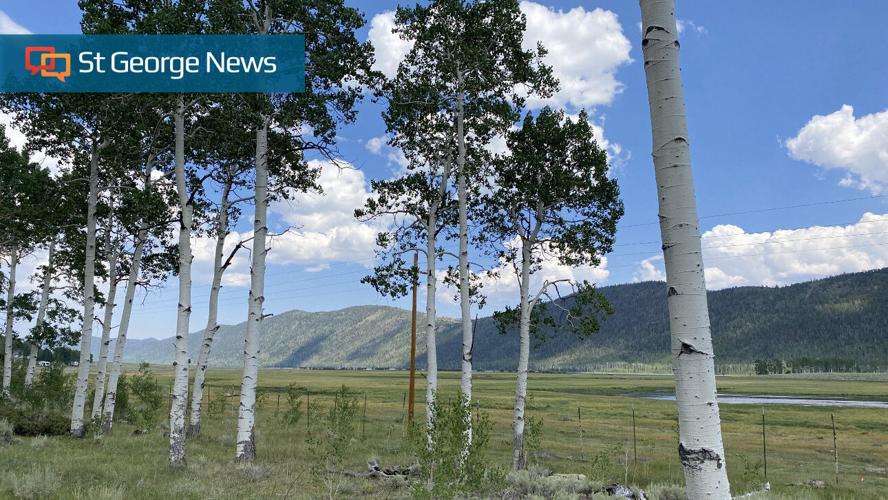 Utah native aspen trees affected by invasive insect | Local News ...