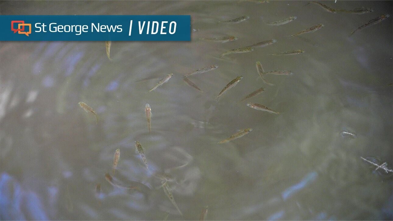 Effort to reduce mosquitoes creates refuge for native Virgin River fish, biologist says