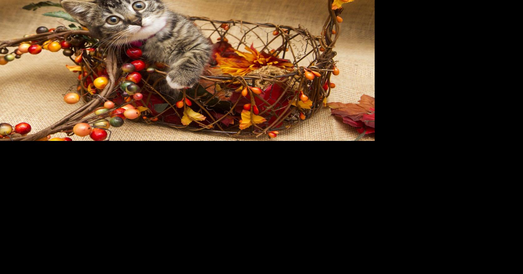 How Southern Utahns can keep pets safe this Thanksgiving