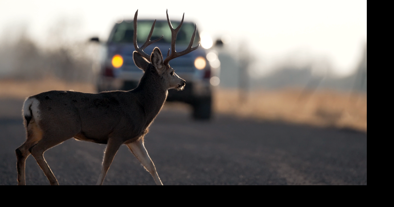 Extreme drought could drive deer into Southern Utah neighborhoods
