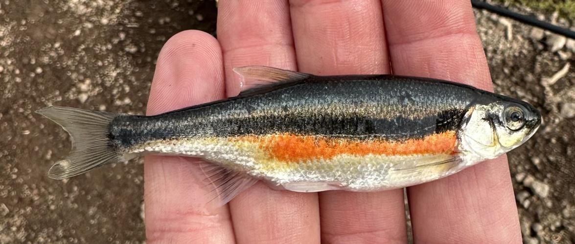 Fish2 ‘Don’t ditch a fish’: State biologists find unwanted species in 2 Iron ...