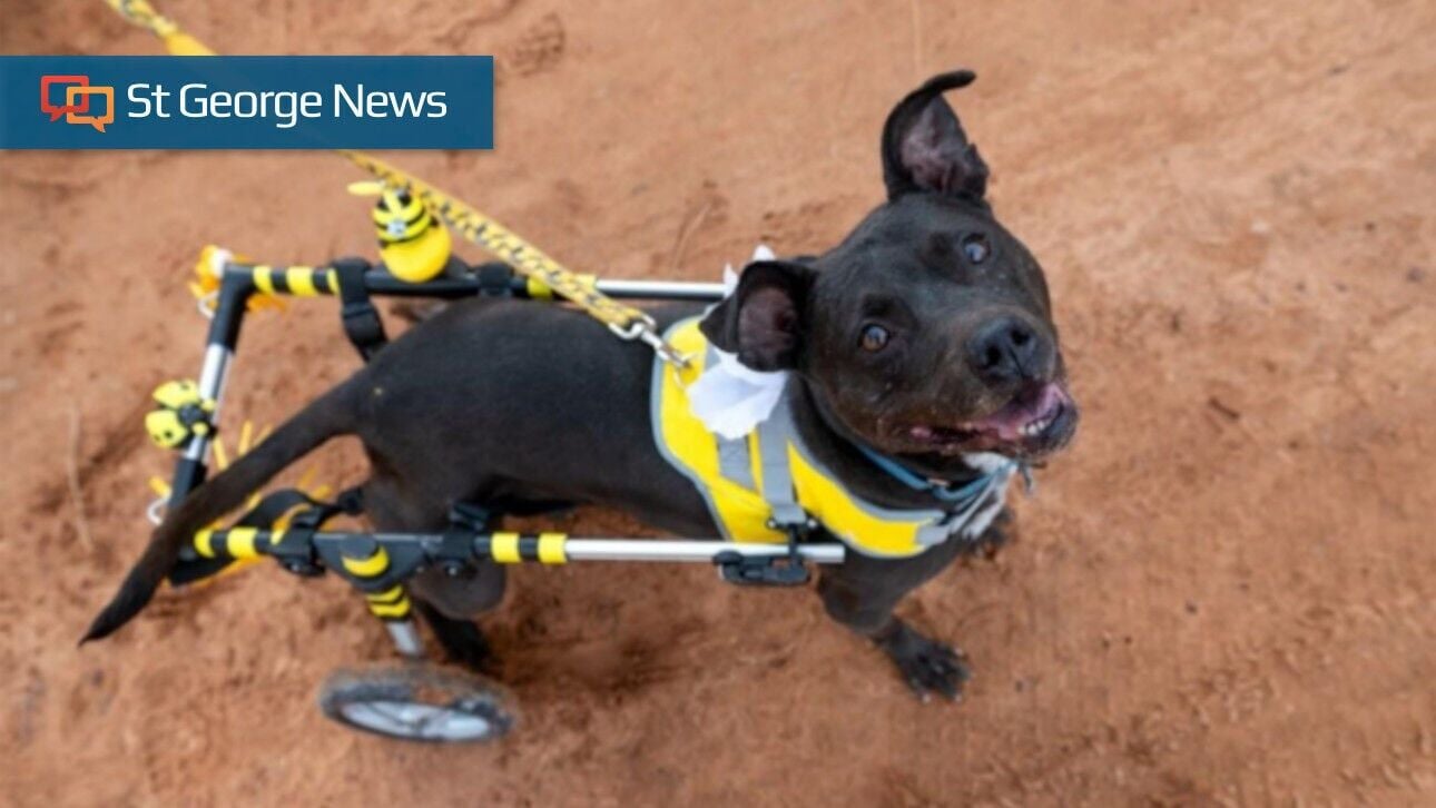 Bea Arthur the senior rescue dog looks for a home for her golden years