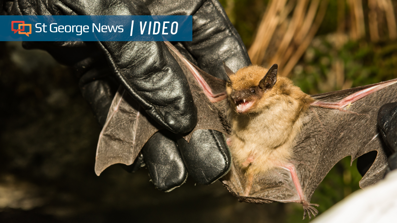 Rabid bat found in Washington County: What Southern Utahns need to know