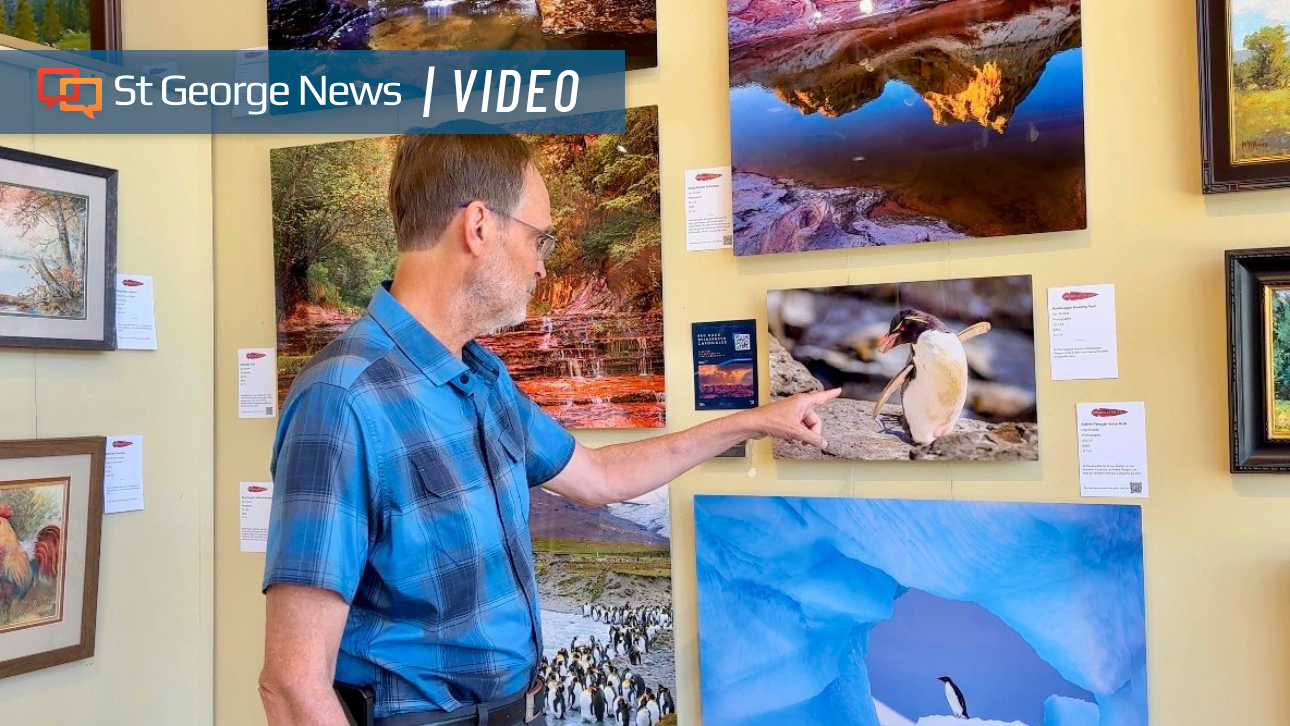 From penguins to scorpions, St. George photographer captures the world's wild wonders
