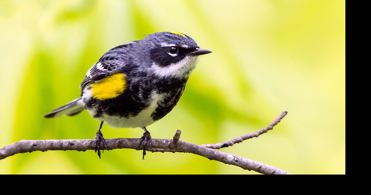 World Migratory Bird Day kicks off active season for bird-watchers across Utah