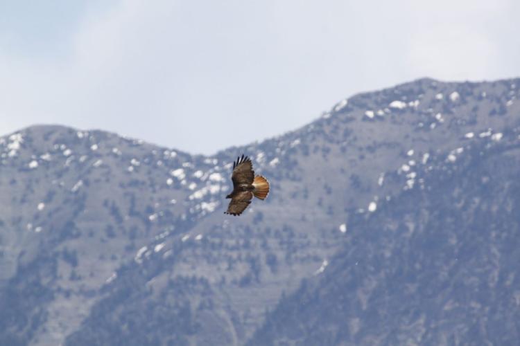 Raven Utah Raptor Eagles, ravens and turkeys, oh my! Get the inside scoop on Southern ...
