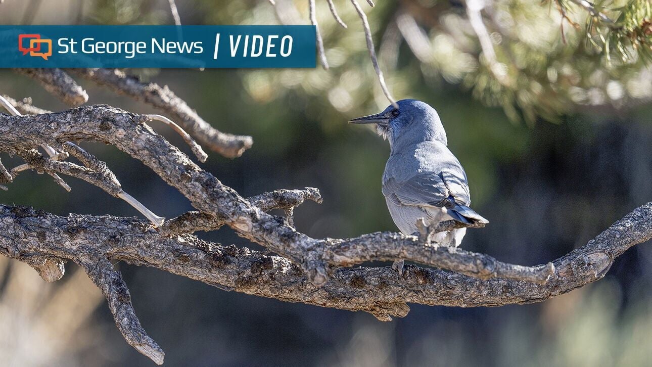 Southern Utah’s most common forest stands at a crossroads