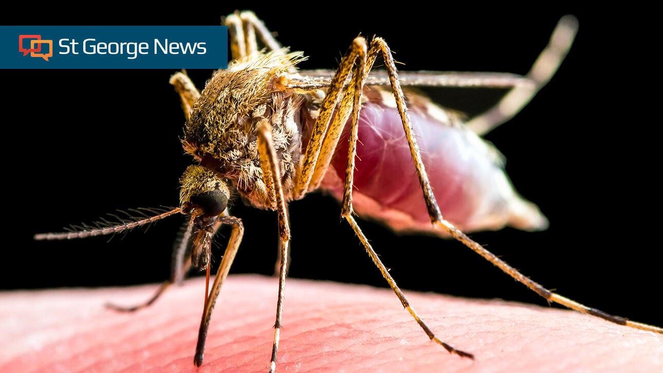 How Southern Utahns can combat invasive ankle-biters this summer