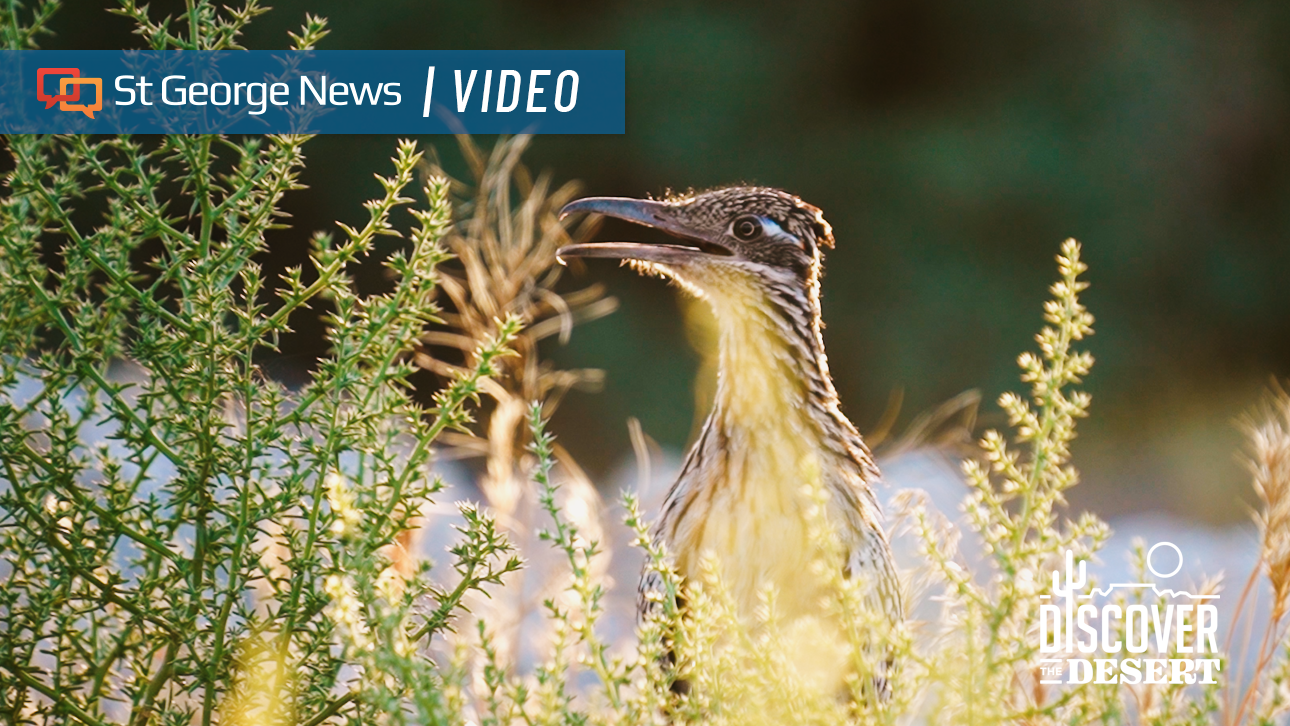 Discover the Desert: Walking the river that sustains Southern Utah