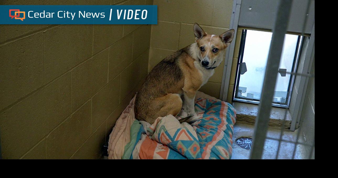 ‘Overrun’: Cedar City animal shelter raises surrender fees due to ...