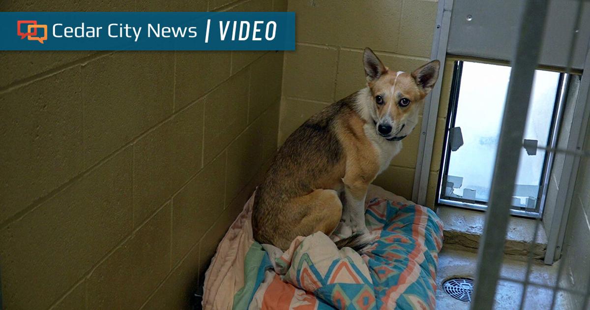 Overrun Animals ‘Overrun’: Cedar City animal shelter raises surrender fees due to ...