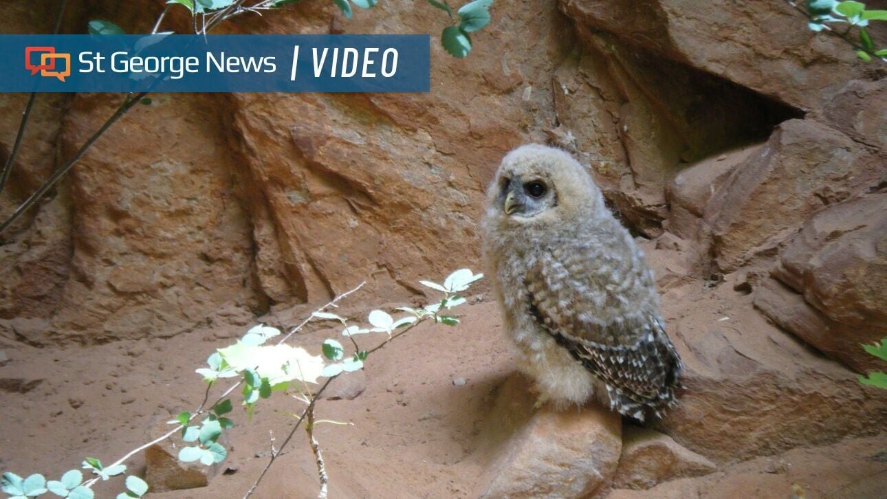 Visitors may soon spot rare owl chicks in Zion National Park slot canyons