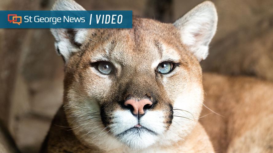 Top 5 weekend stories on St. George News | Local News | cedarcityutah.com