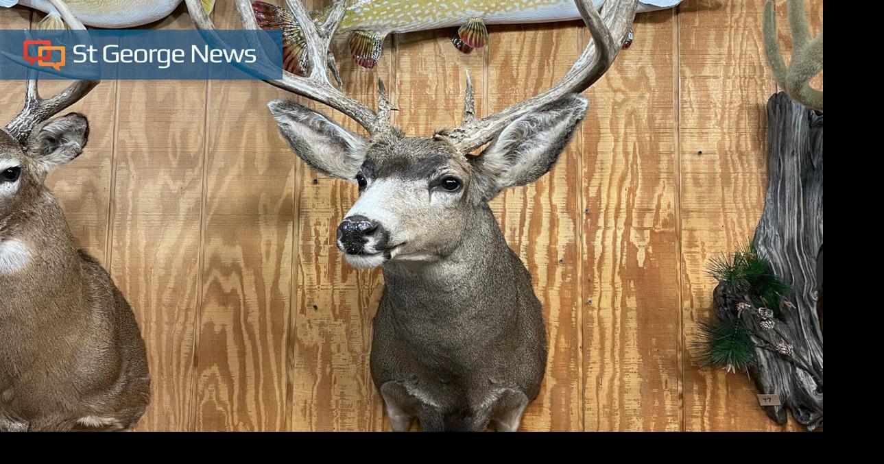 NEWBIE FROM UTAH visual data 3