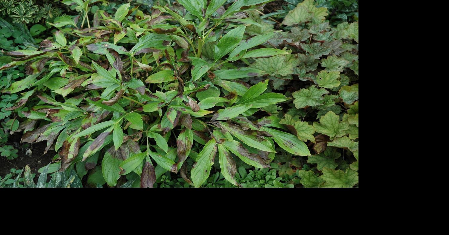 Beyond composting: Creative solutions for managing infected, invasive ...