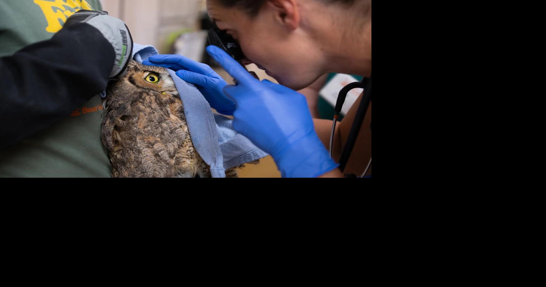 Owl gets 'second chance' at Southern Utah rehab center after falling into concrete mixer