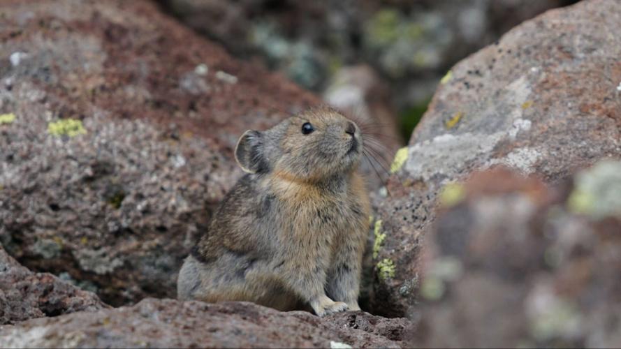 Surveying rock rabbits: Why should Southern Utahns care about this ...