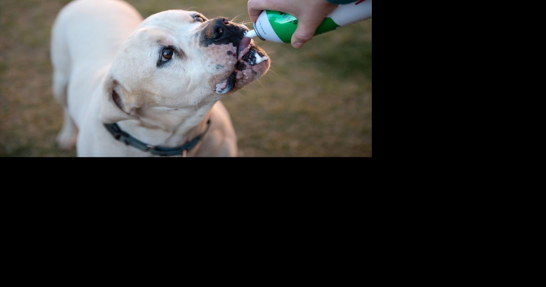 Best Friends hosts 'Dogsgiving' for adoptable dogs in Kanab