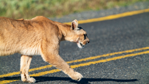 Drought and wildfires cause wildlife to appear in Utah's residential areas