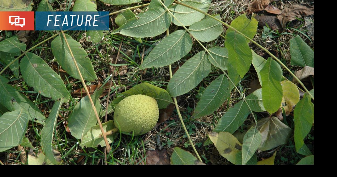 Gardening under a black walnut tree? Here’s what you should know ...