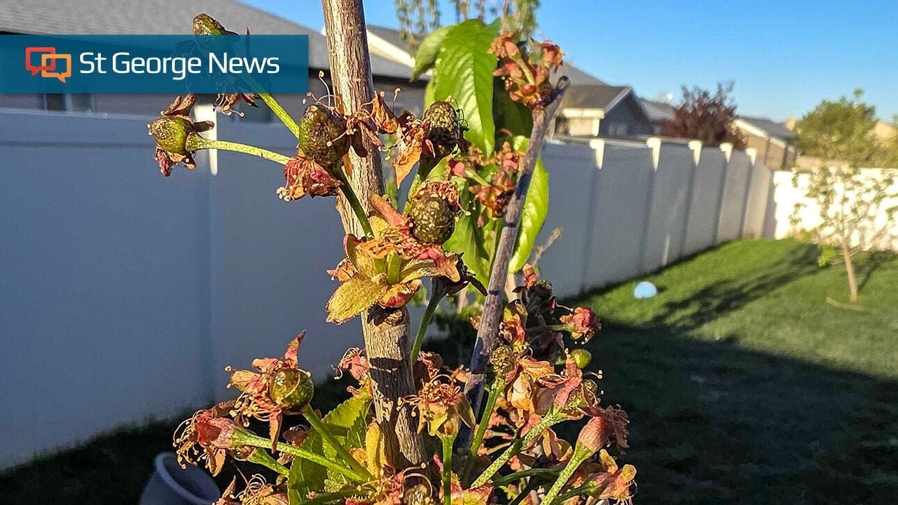 Cold snaps kill Southern Utah crops, strain local food system