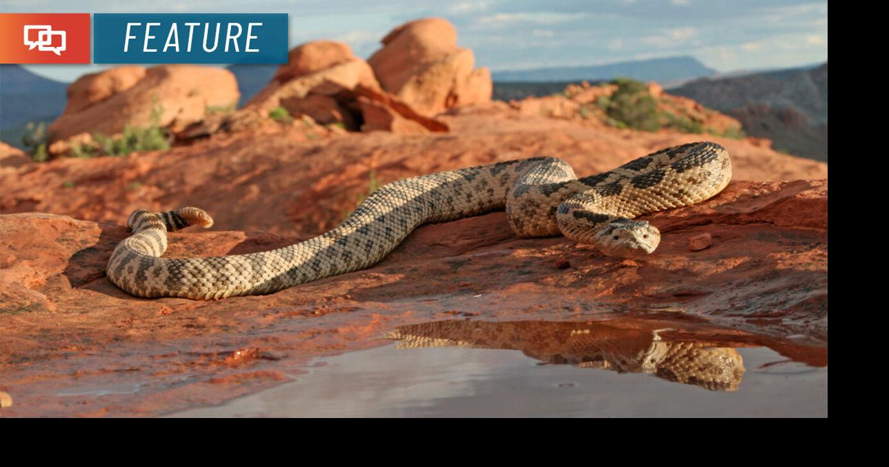 Doing the Rattlesnake Shake | Local News | cedarcityutah.com
