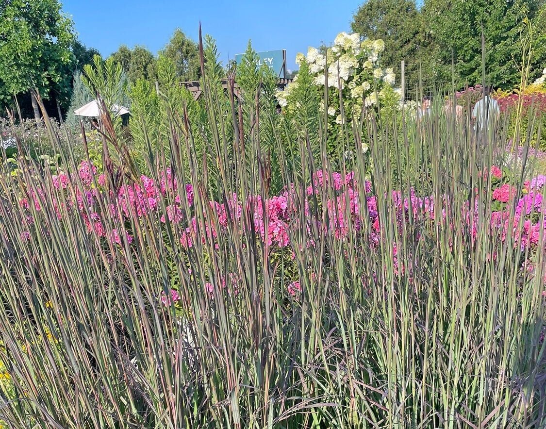 Looking for height and color? Blackhawks big bluestem named Perennial Plant of the Year