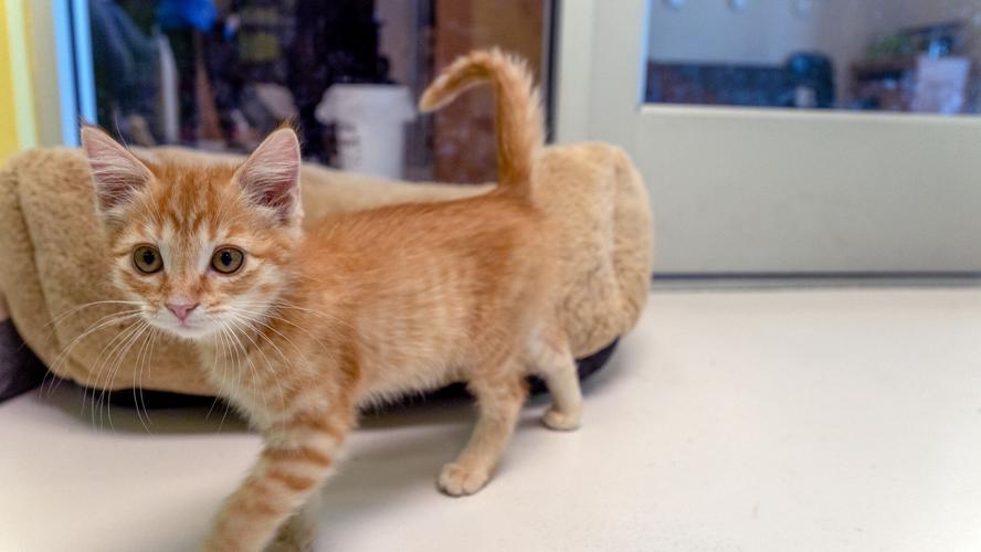 ‘Overrun’: Cedar City animal shelter raises surrender fees due to ...