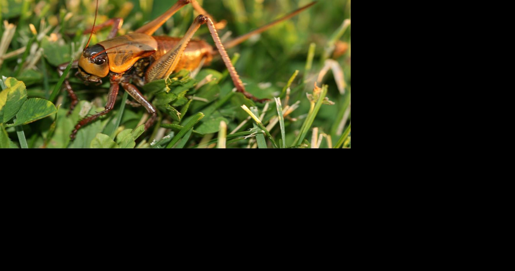 Mormon crickets make an early appearance in warm, dry Utah