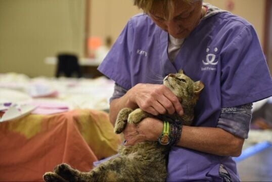 Best Friends urges Southern Utah cat, dog owners to consider taking 'livesaving step'