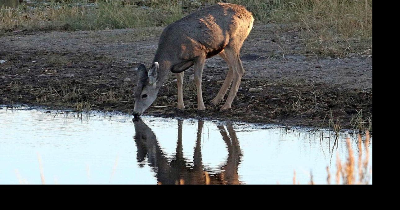 Looking to celebrate Earth Day? Here are 7 ways Utahns can mark this annual ecological event